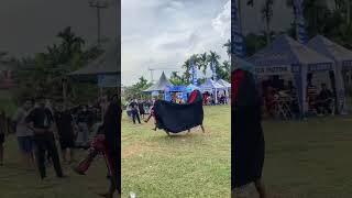 Tari barong TURONGGO YEKTI LIVE Mayang ujung (15-11-2025)