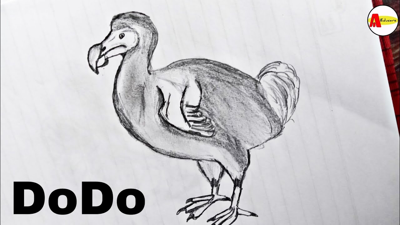 Extinct animals the dodo bird, How to Draw the dodo bird, How to Draw the.....
