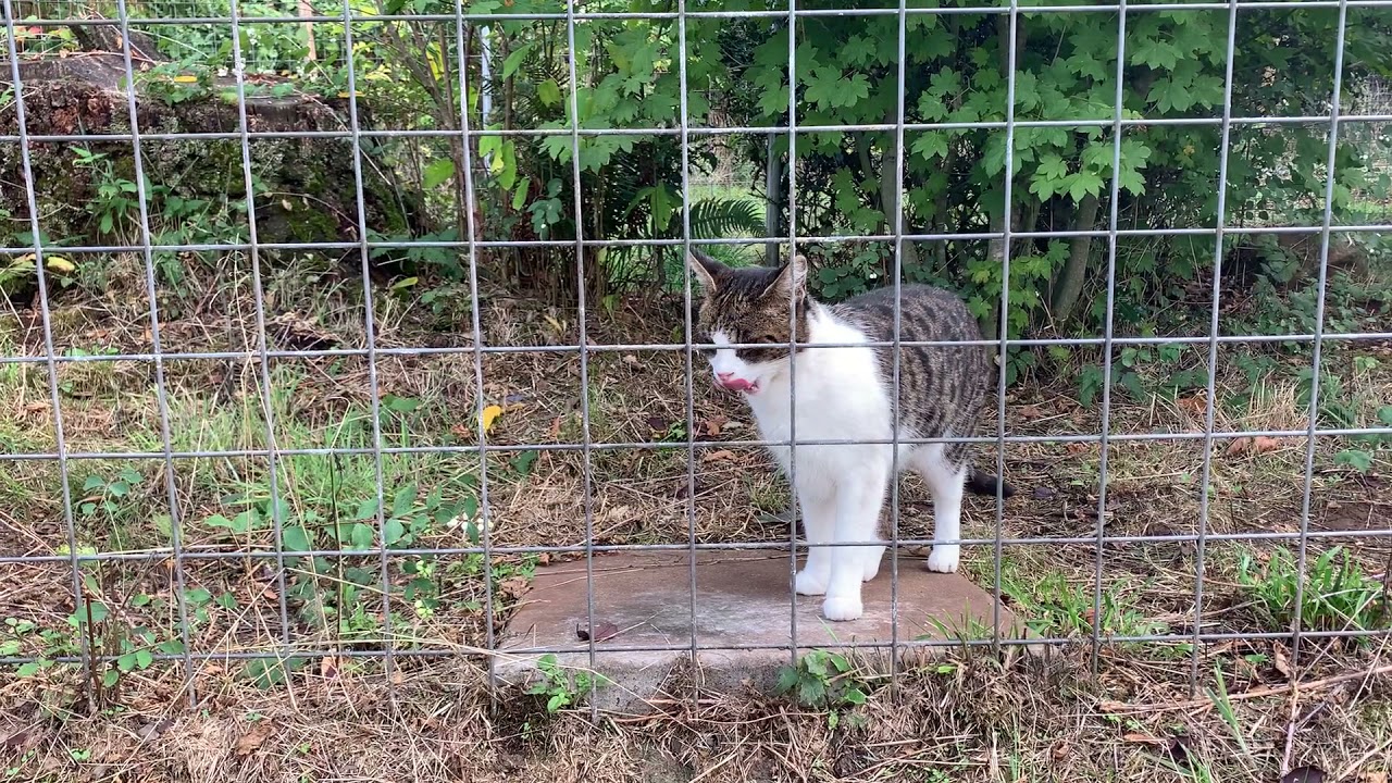 Violet F1 Savannah Cat