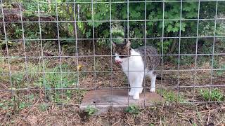 Information Violet F1 Savannah Cat News