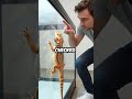 My Bearded Dragon is Actually a Master Escape Artist (NOT What You Think!)