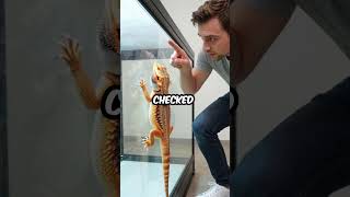 My Bearded Dragon is Actually a Master Escape Artist (NOT What You Think!)