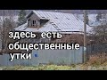 ЕДУ В КРУИЗ в ноябре.ТУТАЕВ и его УТКИ.Лунная соната