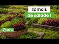 12 mois de salades fraîches au potager 🥗