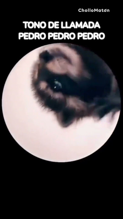 TONO de llamada PEDRO, PEDRO, PEDRO. Ringtone  Raffaella Carrà, Jaxomy, Agatino Romero #ringtone