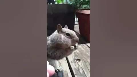 Squirrel Funny! Eats Nuts Out Of Girls Hand & Stuf...