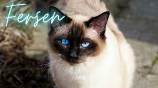 Fersen | The Cats Meow Town screenshot 4