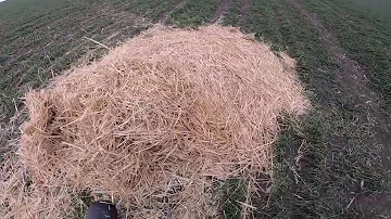 Новый способ борьбы с мышами. А как вы травите мышей?
