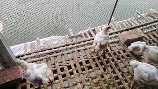 মাচাই ব্রয়ল্ার পালন