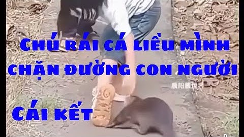 Chú rái cá liều mình ra chặn đường của con người và cái kết bất ngờ.#taisao #chúgàconvuivẻ #ráicá.