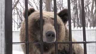 檻に顔をつっこむエゾヒグマ~Hokkaido Brown Bear