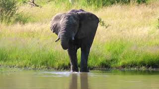 Fending of The Enemy of The kalahari