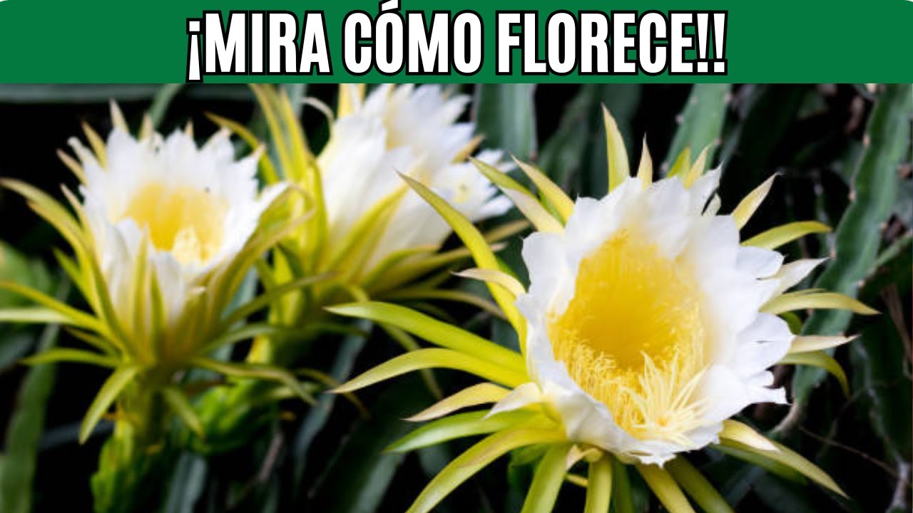 🌙 ¡El Secreto Revelado de la Floración de la Dama de la Noche! 🌸