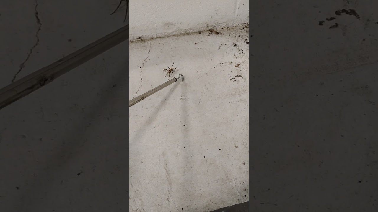 Wolf Spider or Grass Spider?? look at how it reacts to the tapping!!!