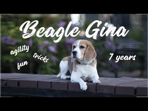 वीडियो: कुत्ते की चपलता क्या है? Newbies के लिए चपलता जानकारी