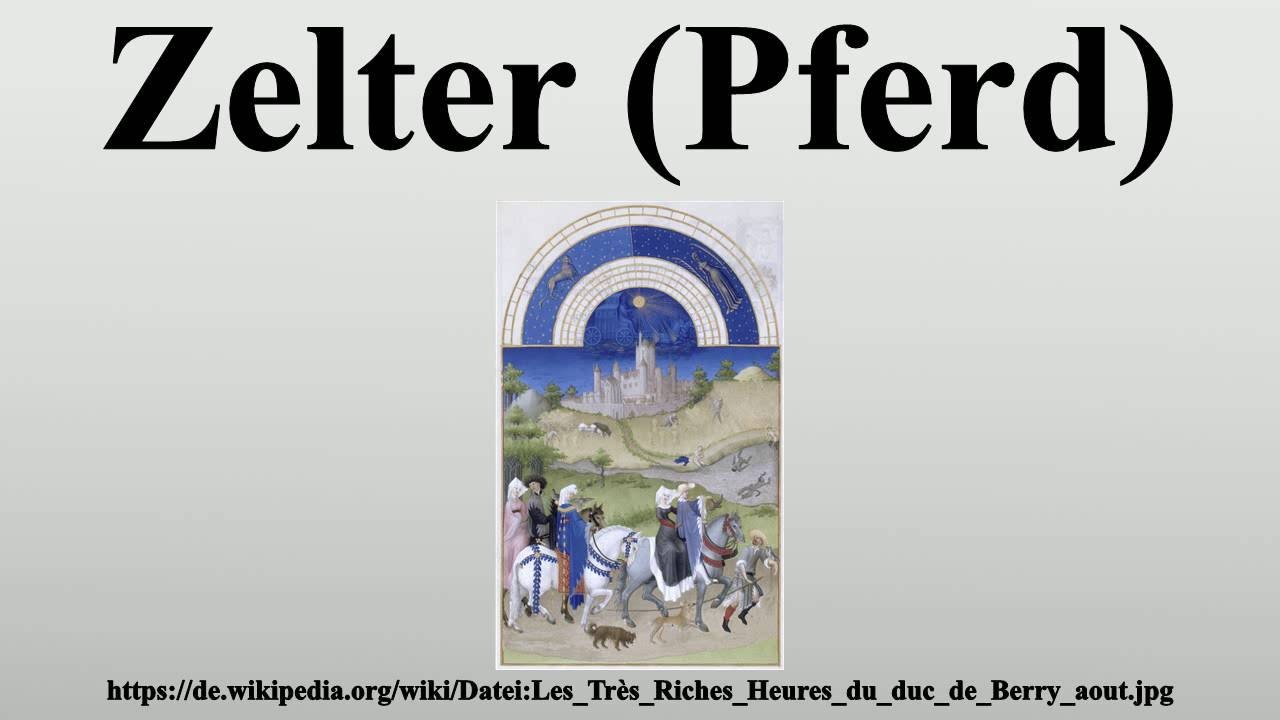 Zelter (Pferd)
