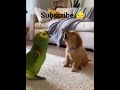 PARROT CRY VS DOG CRY#funnyshorts #shorts #parrot #crying #trendingshorts #viralshorts