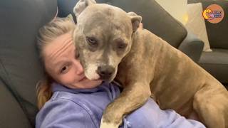 The Pit Bull We Adopted Couldn’t Believe She Was Finally Safe
