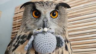 An owl or an eagle-owl - that is the question