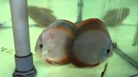 Cá Dĩa Đỏ Cover -  Red Cover Pair Discus B - Thiên Đường Cá Cảnh