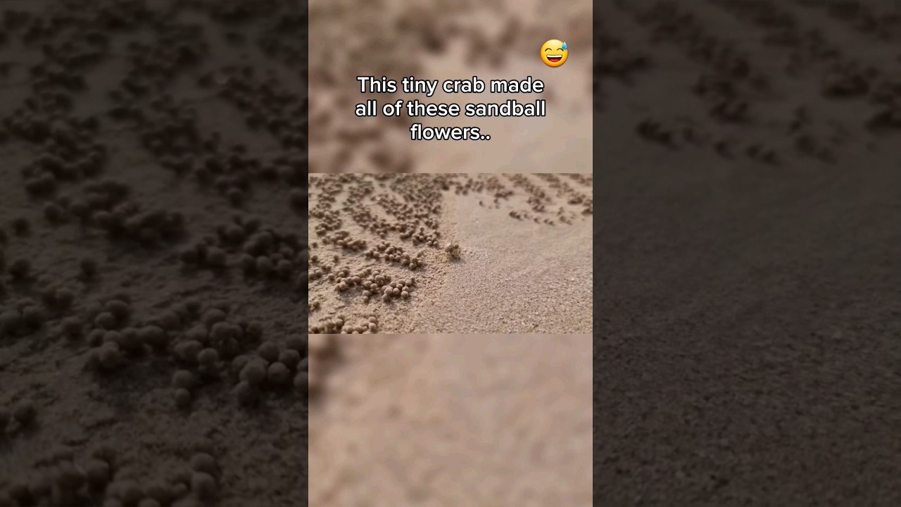 Маленький краб делает самые маленькие шарики из песка..😯