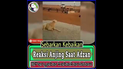 Reaksi Anjing Saat Adzan