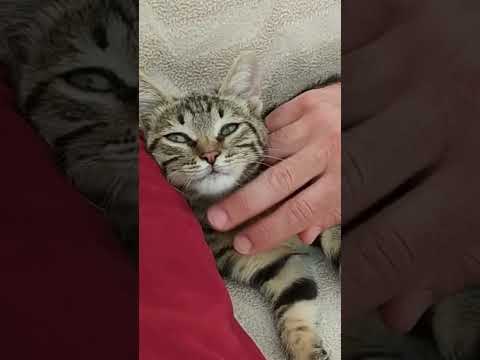 هالجارة ما عم تطلع من عنا كل يوم بتجي بتنوي وتخرمش الباب لنفتحلا اكسبلور ترند