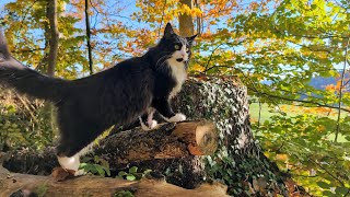 Norwegian Forest Cat: Long walk with Odin through the Autumn Forest