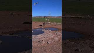 Warthog’s Funniest Moment Yet! Scratching & Rolling at the Waterhole