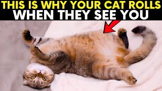 If Your Cat Rolls Over for You, Theyre Trying to Tell You This...