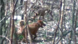 irish terrier 2 Emka & Zorka by zajkoj 439 views 13 years ago 1 minute, 25 seconds