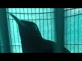 murai batu panas apa mau bunyi?