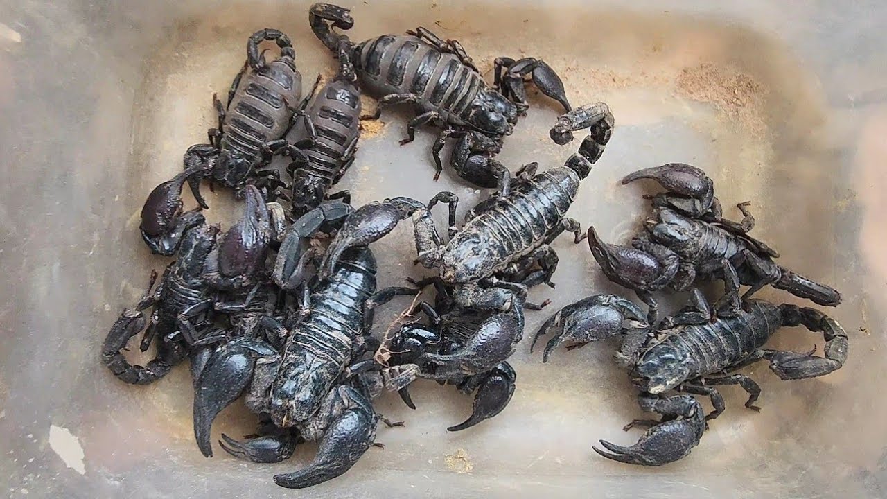 The Best Discover Black Scorpions Venom in the Small Place
