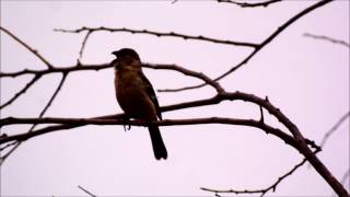 White collared Seedeater, Salineno, TX 17April2016