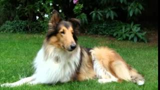Collie Facts   Facts About Collies