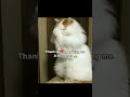 subscribe bhi karlo mitro 😹 #funny #explore #cat @stvryy_87
