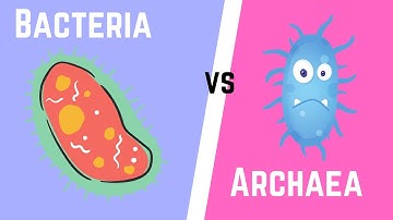 Difference between Bacteria and Archaea