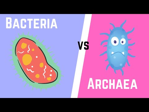 Vídeo: Diferença Entre Archaebacteria E Eubacteria Cell Wall