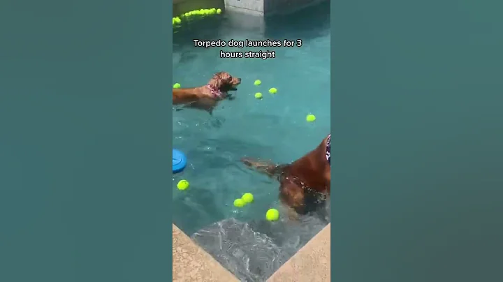 Funny Golden Retriever Party Video 🐶 Funny Dog Video🤣Cute Dogs #shorts #Dog #goldenretriever