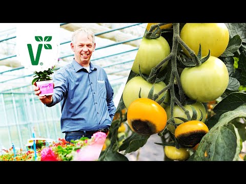 Video: Brauner Fleck Von Tomaten