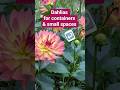 My Go-To Dahlia for Containers #dahlias #gardening #flowers