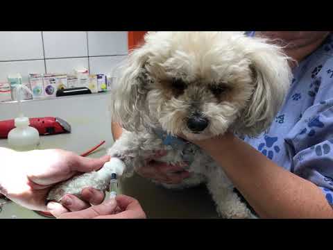 Vidéo: Développement Molaire Anormal Chez Le Chien - Développement Molaire Anormal Chez Le Chien