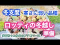 【多肉植物】セダムロッティの冬越し対策始めます