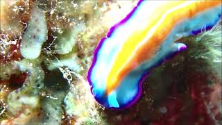 Suzanne's Flatworm