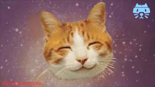 Zen cat - meditation music - Space Cats relax - by Cats on a Mission | Spacecats