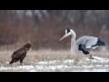 Grey heron fights common buzzard / czapla siwa i myszołów / Canon 400mm 5.6 , Canon 7D / bird fight