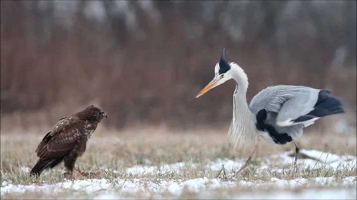 Grey heron fights common buzzard / czapla siwa i m...