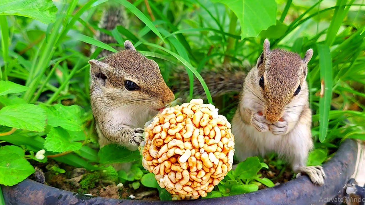 Amazing Baby Squirrel Cute Squirrel YouTube