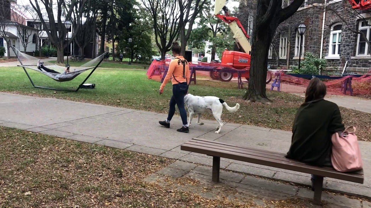 Coopersburg Dog Trainers ||| OLK9 Lehigh Valley ||| 2 Year Old Newfoundland Pointer Mix, Wyatt