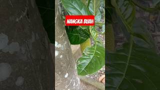 Ciri-ciri pohon nangka akan berbuah #nangka #buahnangka ##kebun #shorts